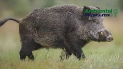 AMBIENTALNEWSMX WEB 30