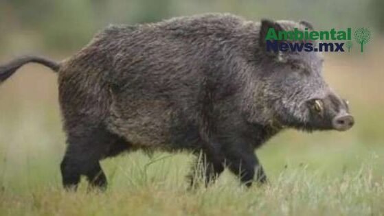 AMBIENTALNEWSMX WEB 30