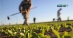 Agricultura regenerativa busca mejorar el uso del agua en México 1 AMBIENTALNEWSMX WEB 45