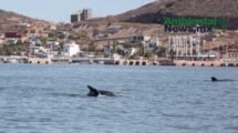 AMBIENTALNEWSMX WEB 5 1