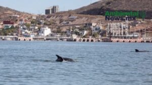 AMBIENTALNEWSMX WEB 5 1