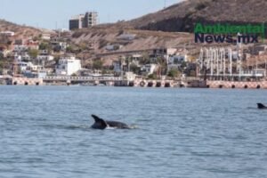 AMBIENTALNEWSMX WEB 5 1
