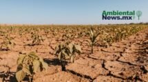 AMBIENTALNEWSMX WEB 6 2