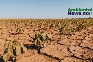 AMBIENTALNEWSMX WEB 6 2