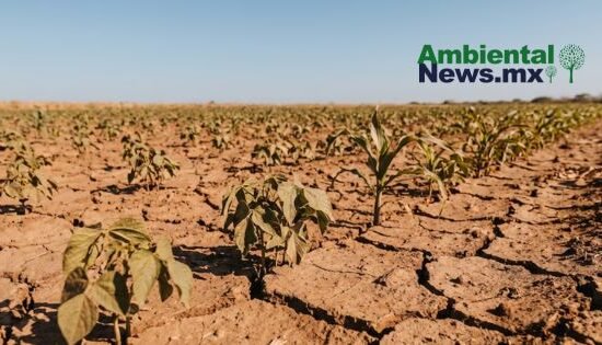 AMBIENTALNEWSMX WEB 6 2