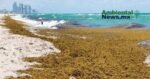 AMBIENTALNEWSMX WEB 8 1