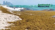 AMBIENTALNEWSMX WEB 8 1