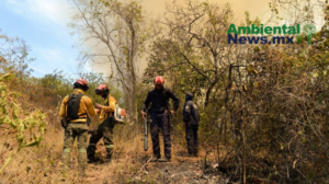 AMBIENTALNEWSMX WEB 8
