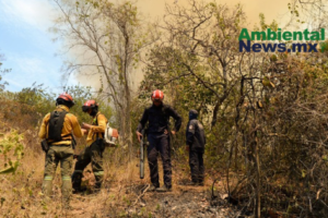 AMBIENTALNEWSMX WEB 8