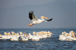 AVES MIGRATORIAS