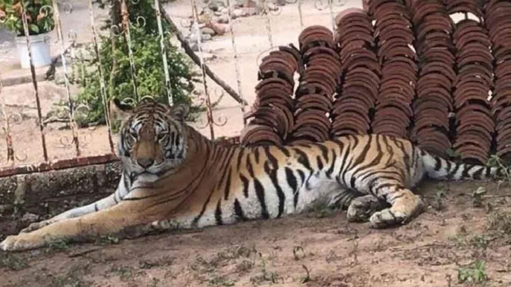 Abandono de un tigre de Bengala en Edomex