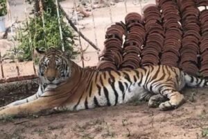 Abandono de un tigre de Bengala en Edomex