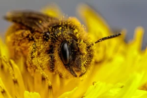 Abejas