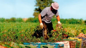agricultura sostenible