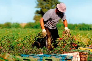 agricultura sostenible
