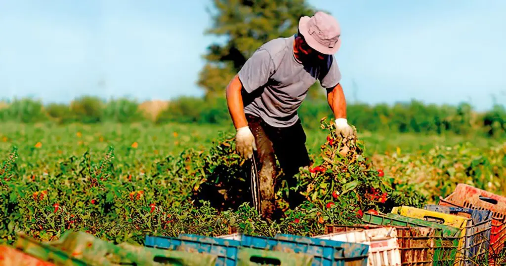 Las directrices de las Buenas Prácticas Agrícolas en el equilibrio de los recursos edáficos 11 agricultura sostenible