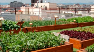 Agroforesteria urbana