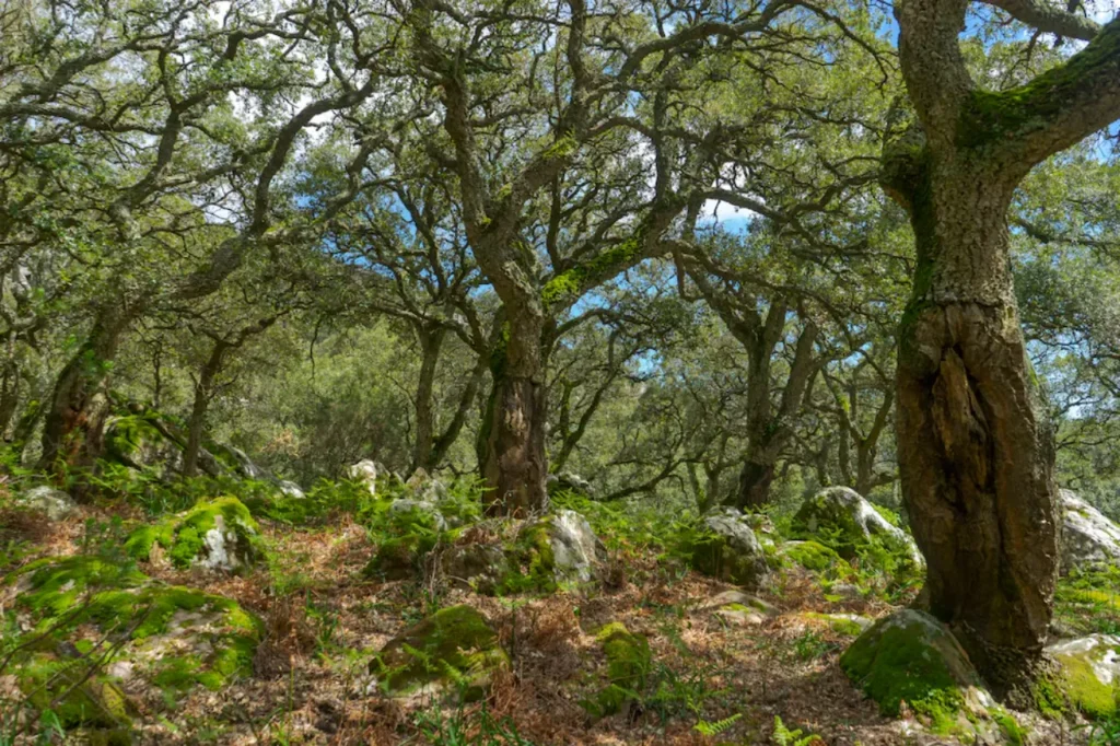 Andalucía feroz: corazones de la selva ibérica 10 Andalucia 2