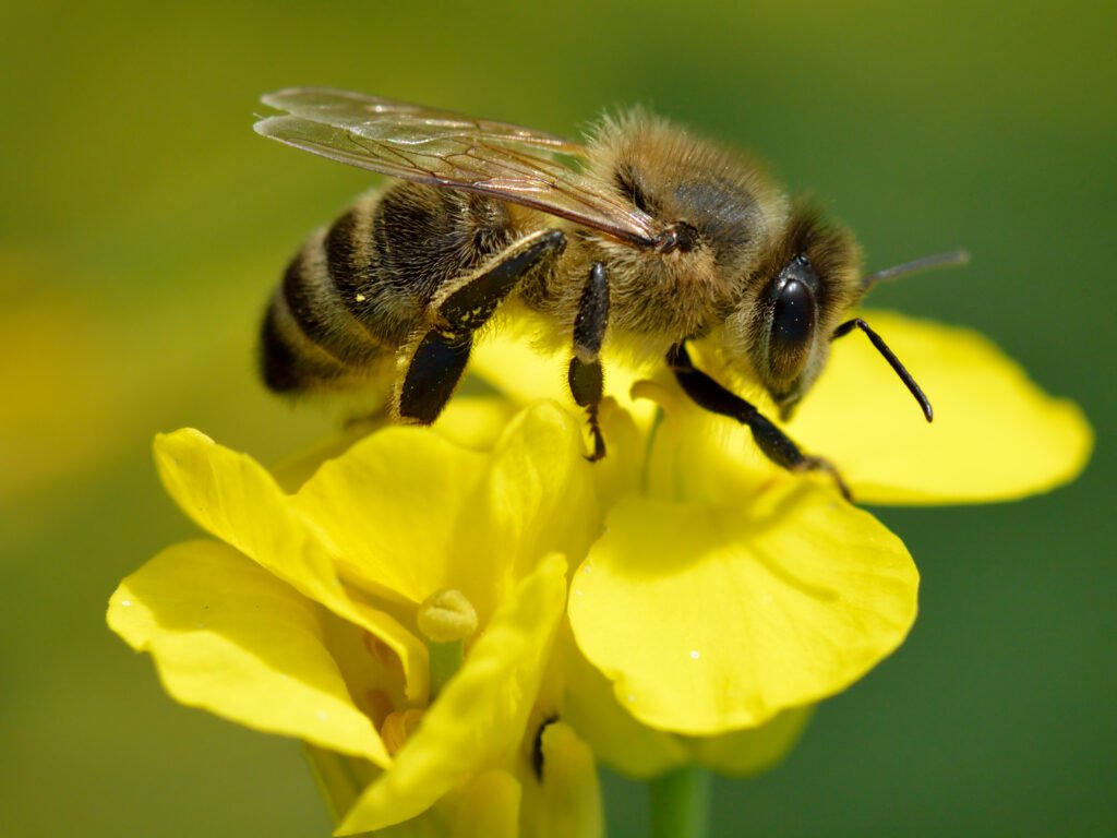 abeja melipona