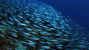 BANCO DE PECES