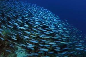 BANCO DE PECES