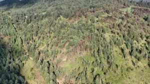 Bosque Otomí Mexica