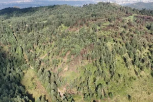 Bosque Otomí Mexica