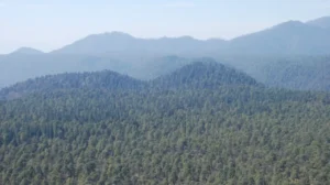 La resiliencia de los bosques mexicanos ante incendios extremos