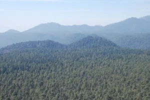 La resiliencia de los bosques mexicanos ante incendios extremos