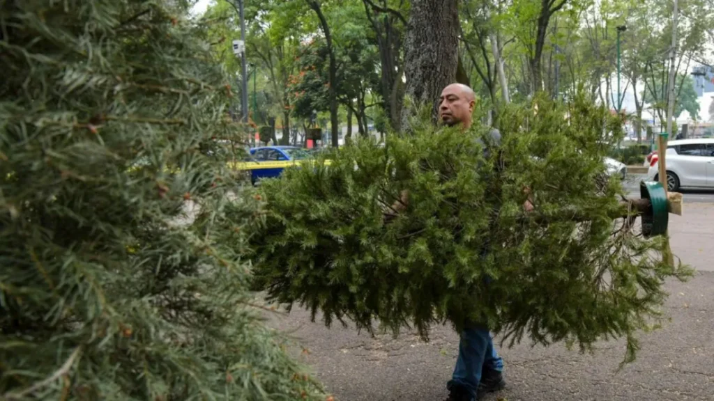Campaña de reciclaje de pinos naturales en CDMX apunta a romper récord en 2026 10 CDMX 2