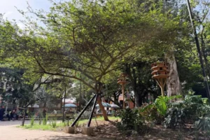 Carbonero Medellín