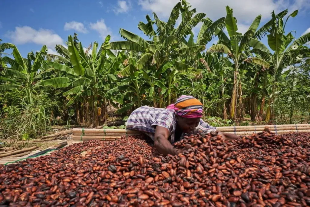 Cambio climático pone al chocolate en riesgo: precios al alza y cosechas amenazadas 10 chocolate