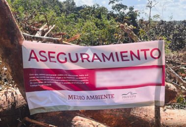 Profepa frena deforestación en Calakmul tras daño a ecosistema clave 17 aseguramiento