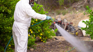 Comienza juicio clave por uso de plaguicidas peligrosos