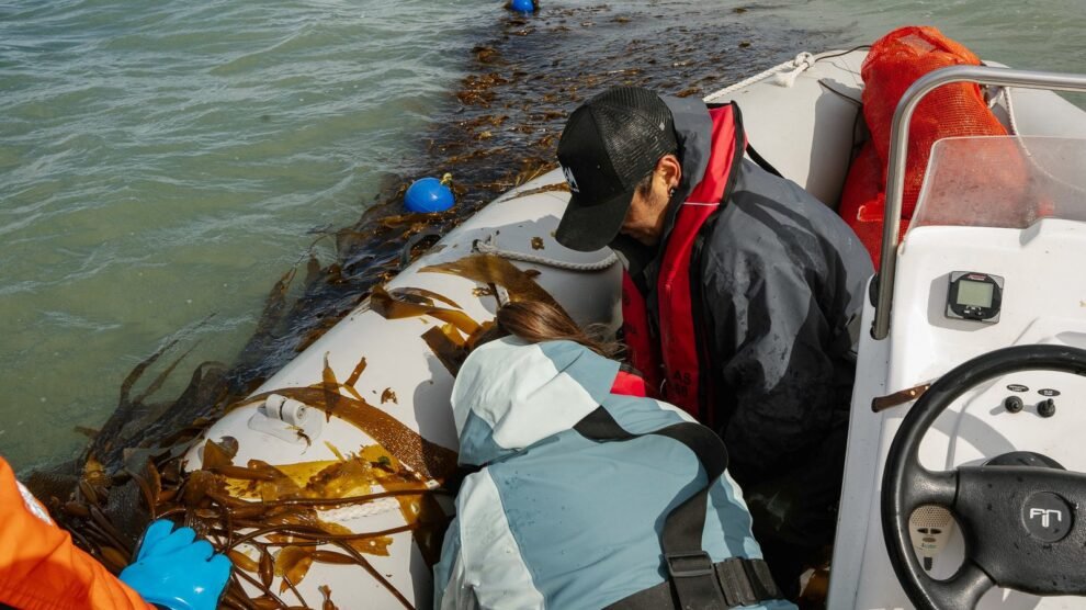 Cosecha de algas Foto Ailin Peirone