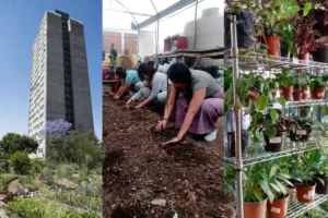 Cultivar en la ciudad