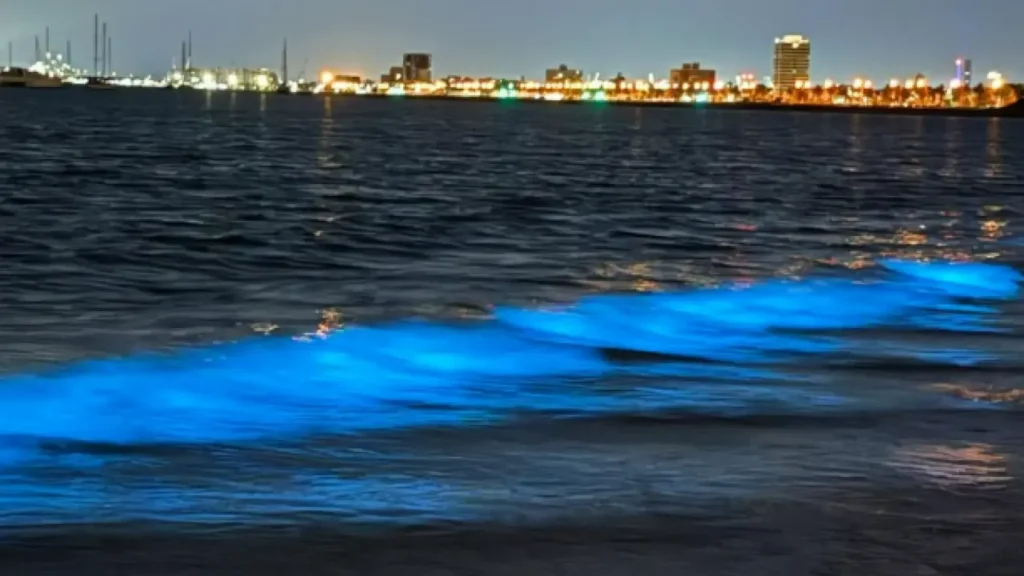 Destellos marinos en Melbourne: algas bioluminiscentes hipnotizan a turistas en St. Kilda 11 DESTELLOS MARINOS WEB 1