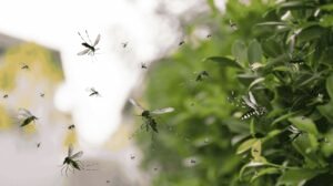 Deforestación en la Mata Atlántica empuja a mosquitos silvestres