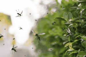 Deforestación en la Mata Atlántica empuja a mosquitos silvestres