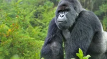 Día Mundial del Gorila: reflexión y conciencia ambienta