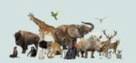 diversidad