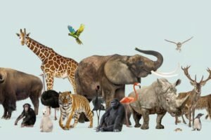 diversidad