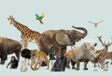 diversidad