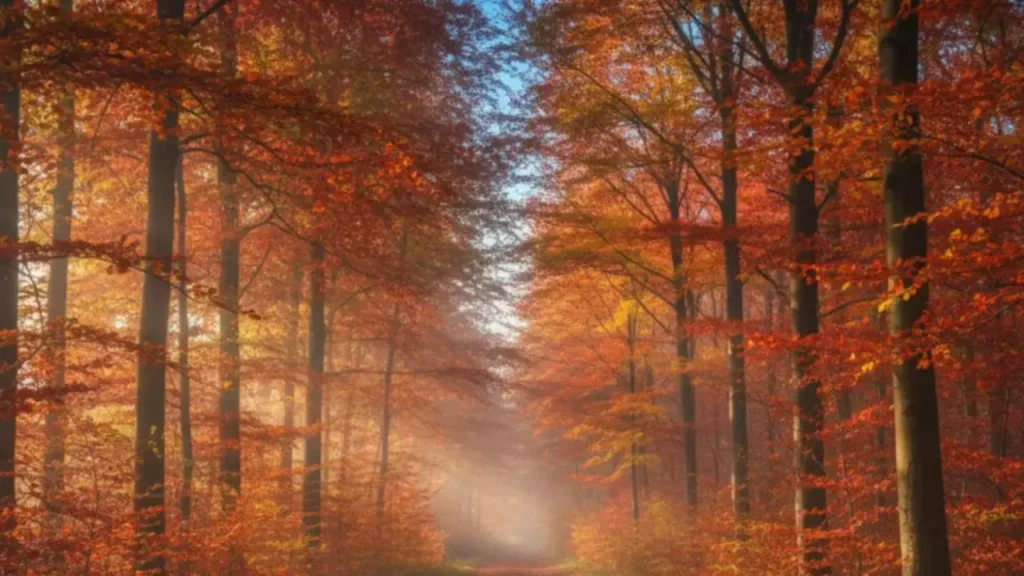 El equinoccio de otoño de este año se aproxima; este evento marca el momento en que el día y la noche tienen prácticamente la misma duración, iniciando esta estación en el hemisferio norte. 10 EQUINOCCIO WEB 1