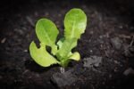 Educación ambiental en escuelas urbanas