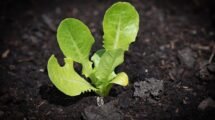 Educación ambiental en escuelas urbanas