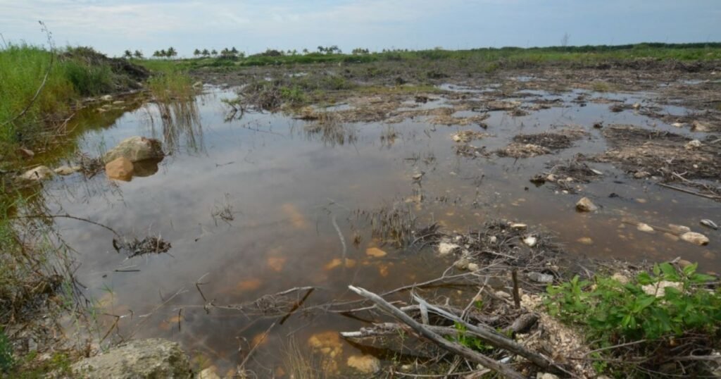El crecimiento que se cobra al medio ambiente