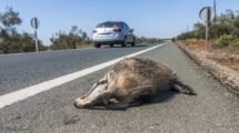 Especies que fallecen por ser atropelladas