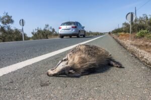 Especies que fallecen por ser atropelladas