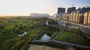 Fauna urbana resiliente,